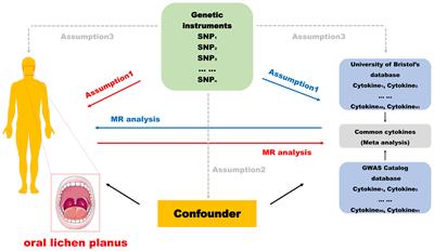 Inflammatory cytokines and oral lichen planus: a Mendelian randomization study